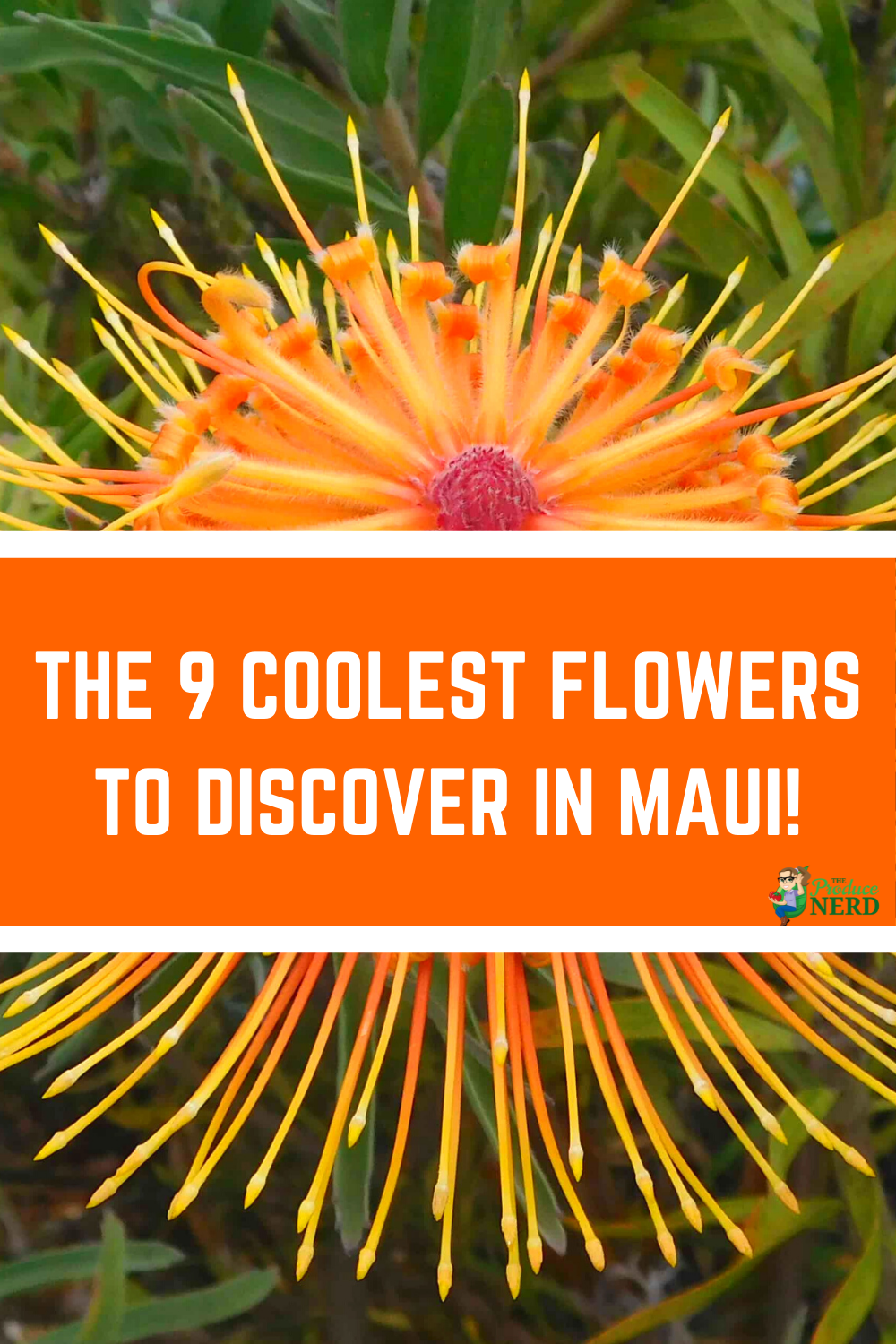 Read more about the article Flowers in Hawaii: The 9 Coolest Flowers to Discover in Maui