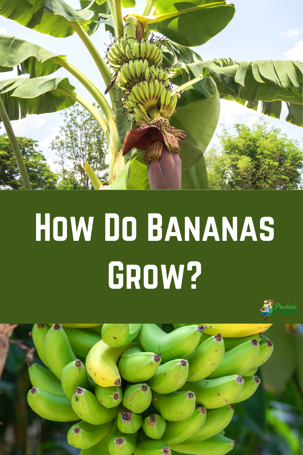 Read more about the article How Do Bananas Grow?