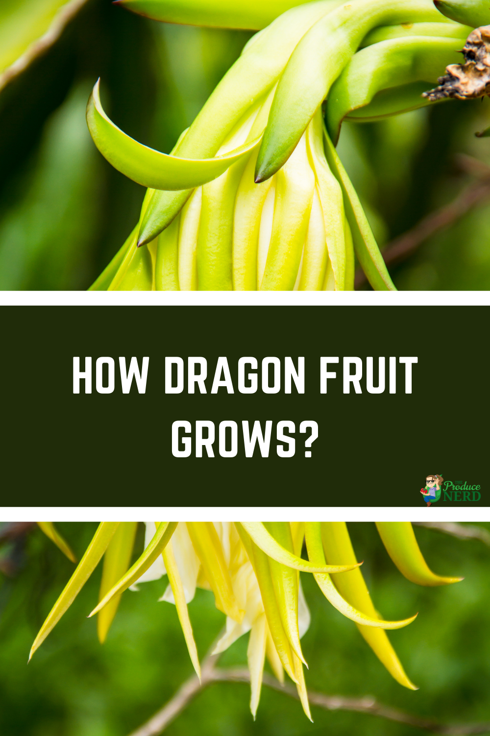 Read more about the article How Does Dragon Fruit Grow?