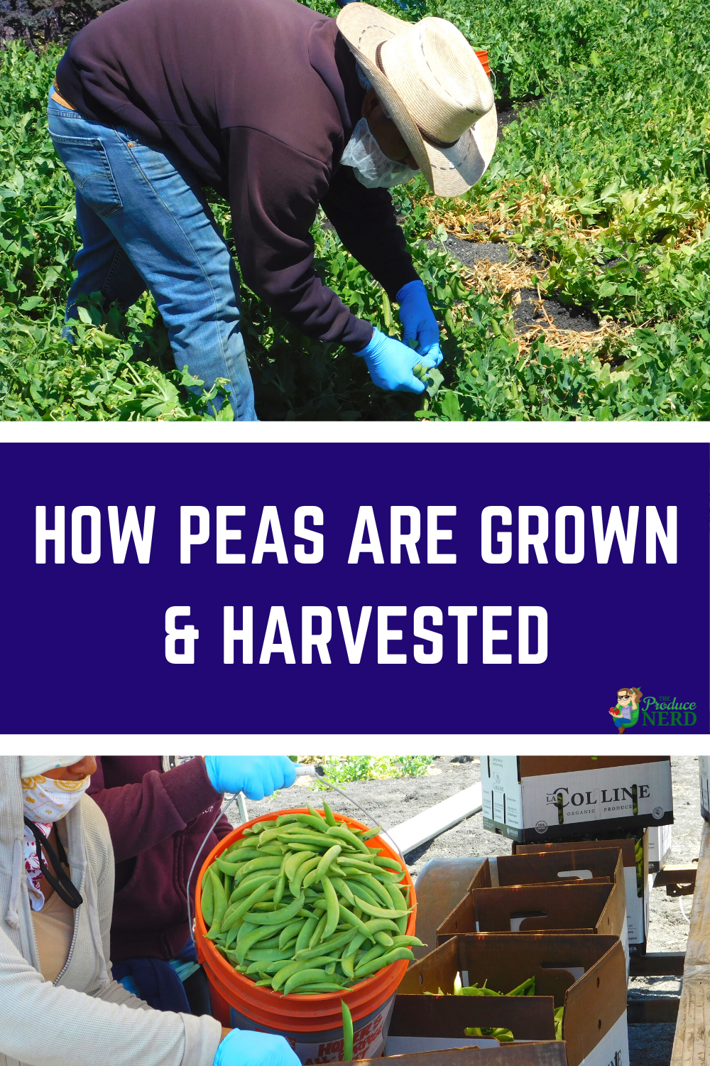 Read more about the article Sugar Snap Pea Harvest & Packing