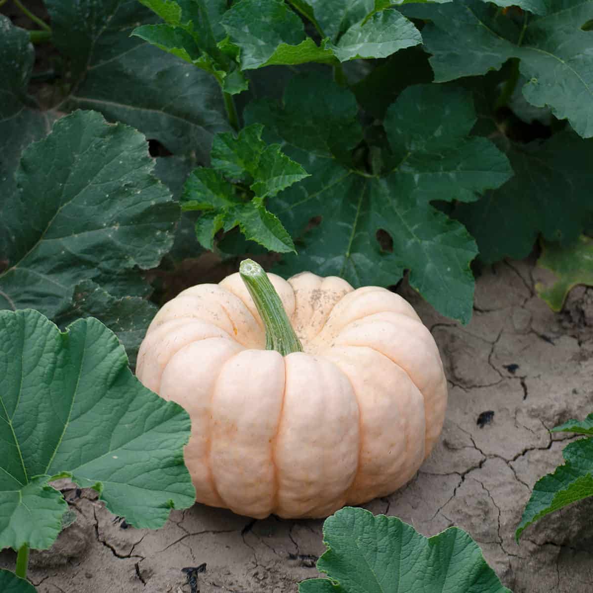 Pink Pumpkins: Changing the World, One Pumpkin at a Time - The Produce Nerd