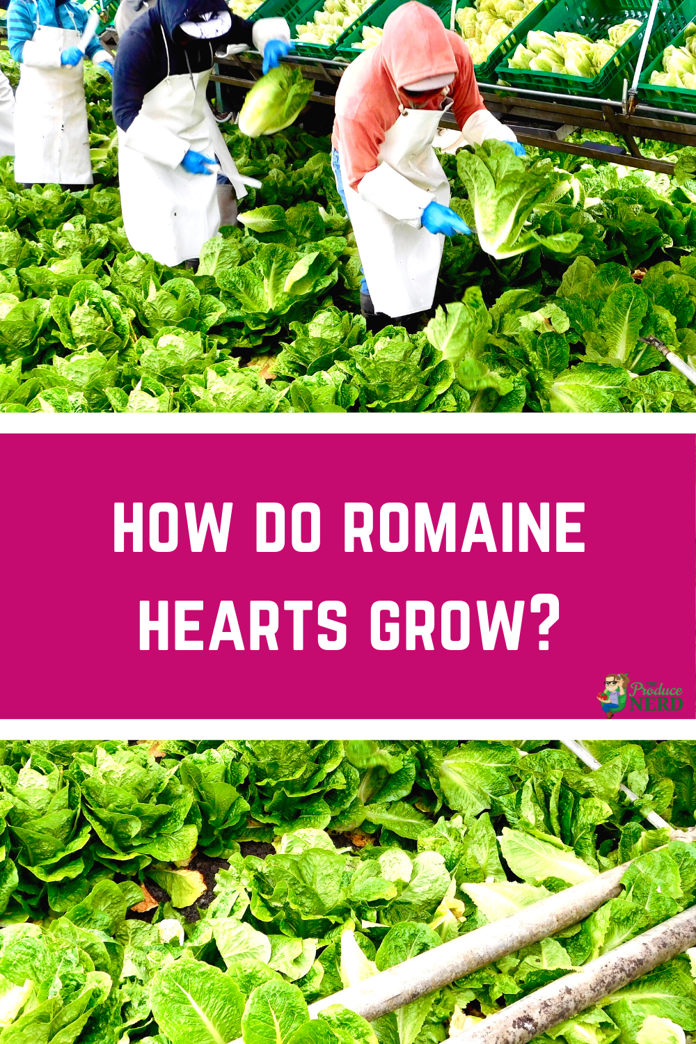 Read more about the article What are Romaine Hearts & How are They Harvested?