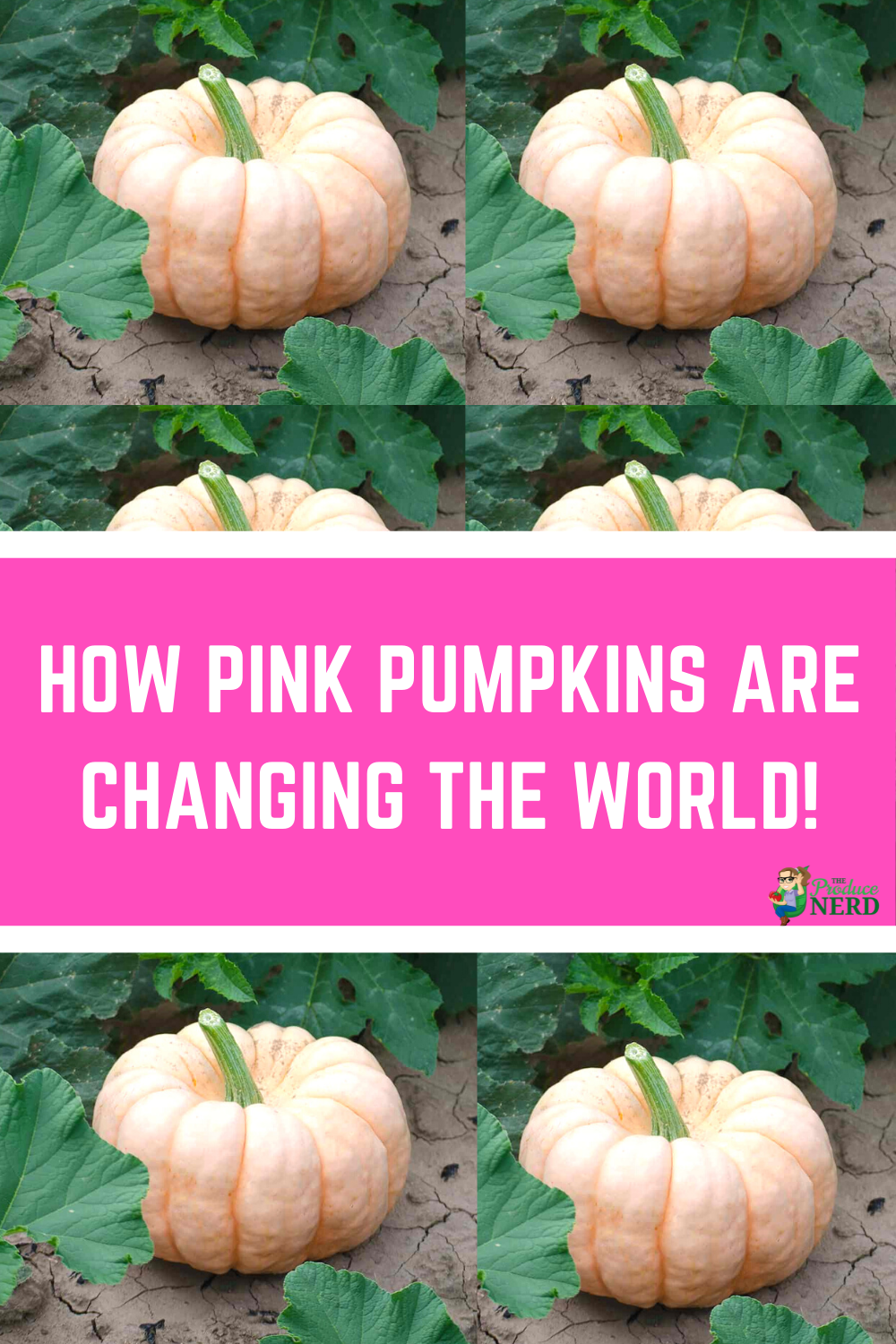 Read more about the article Pink Pumpkins: Changing the World, One Pumpkin at a Time