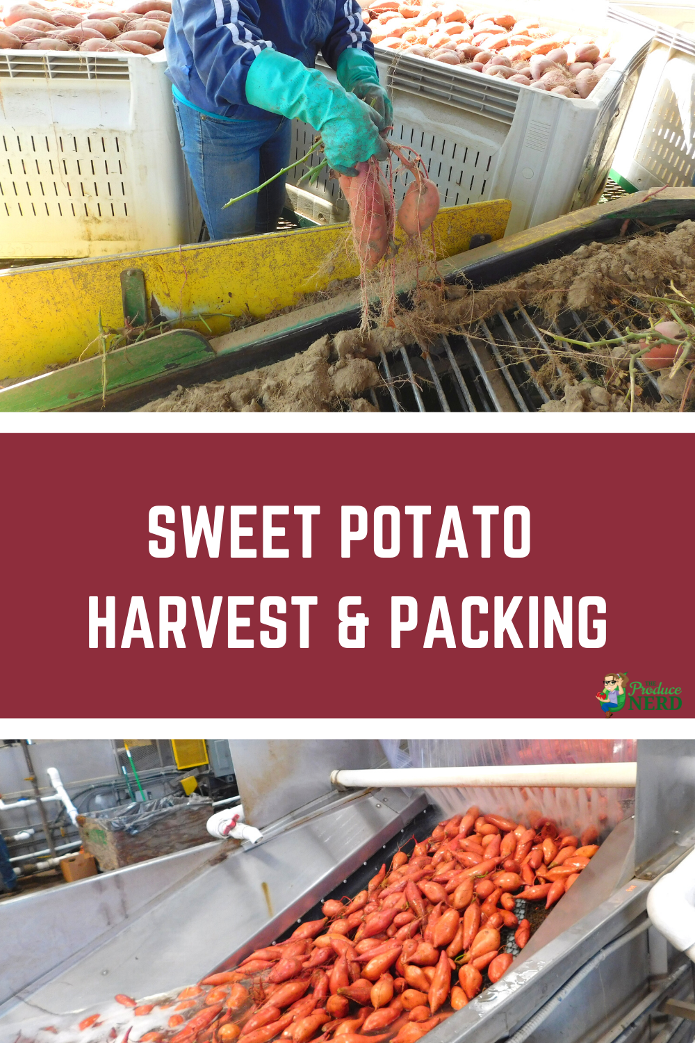 Read more about the article Sweet Potato Harvest & Packing