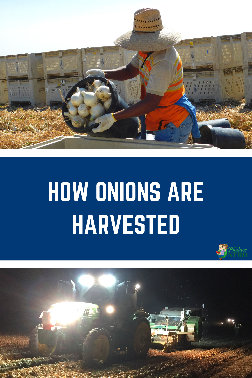 Read more about the article Commercial Onion Harvesting & Packing in California