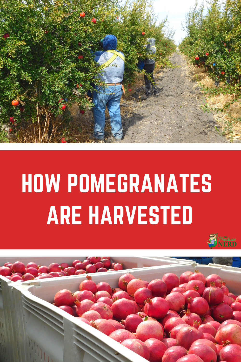 Read more about the article Pomegranate Harvesting, Flowers & Cultivars