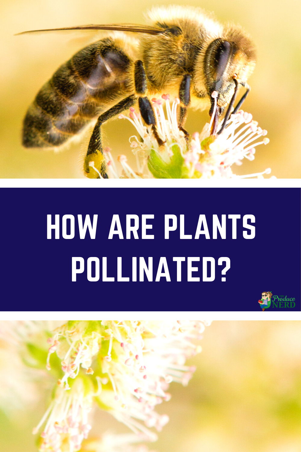 Read more about the article Sexual Propagation: How Plants are Pollinated