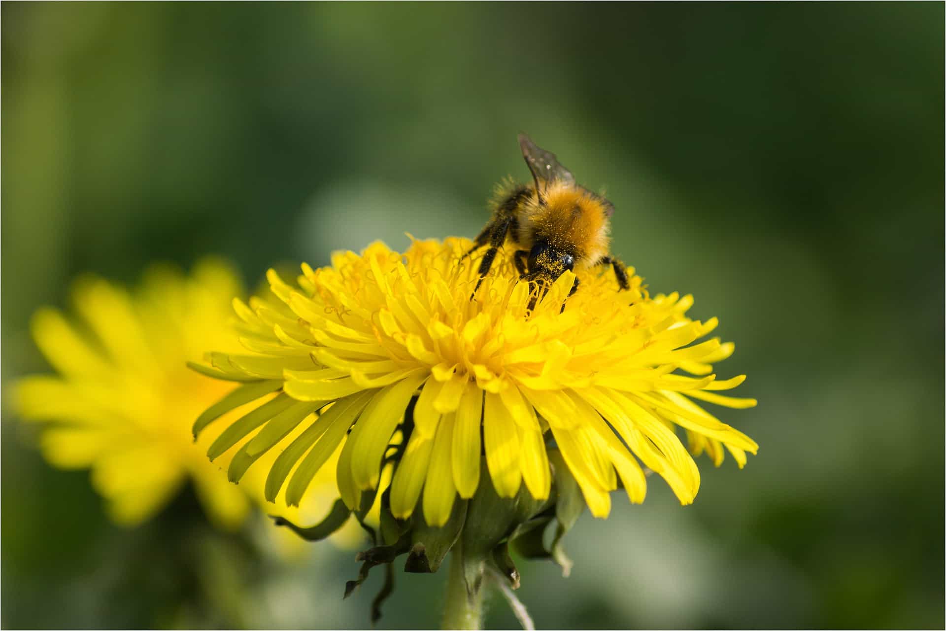 Sexual Propagation How Plants Are Pollinated The Produce Nerd 3478