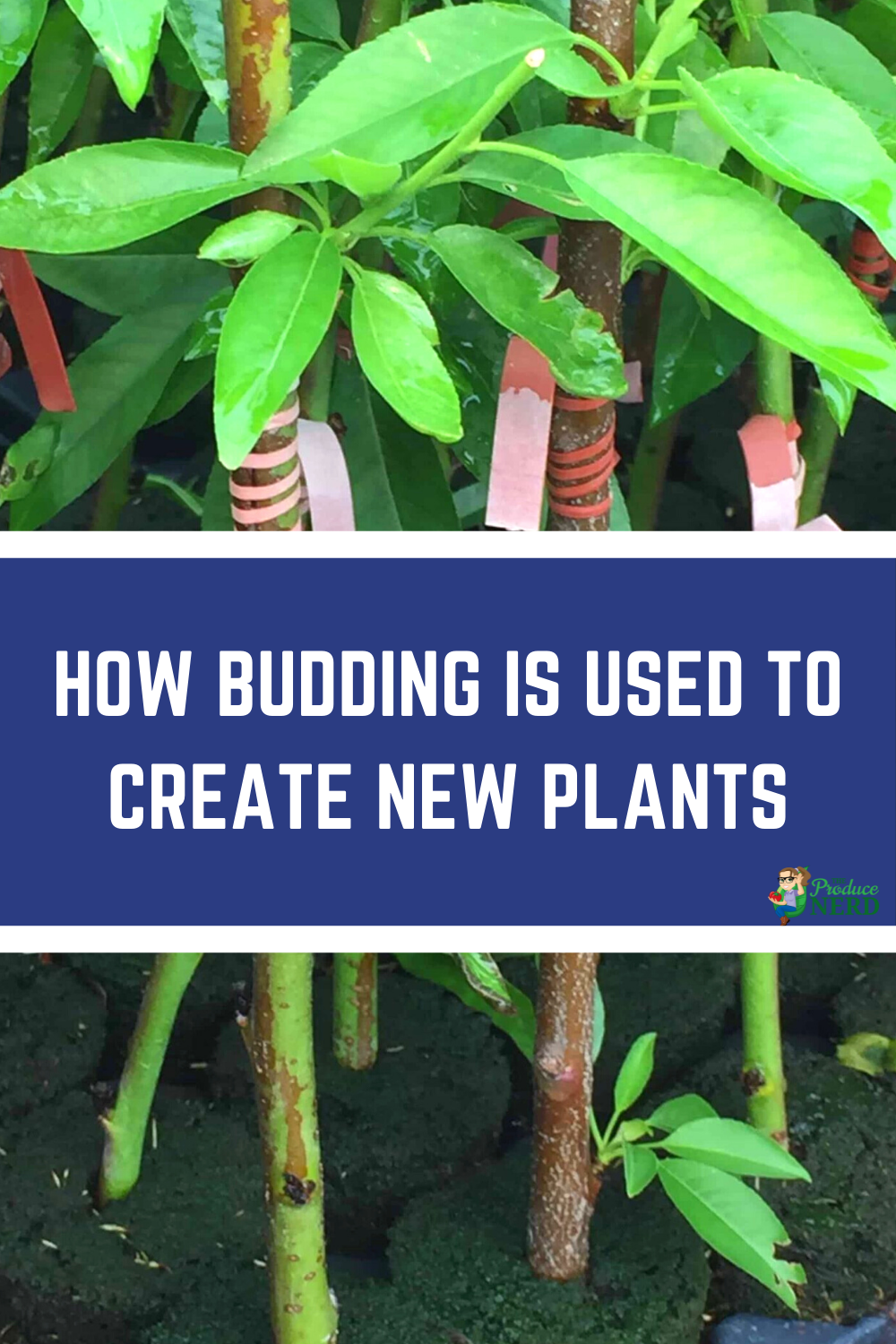 Read more about the article Budding: How New Plants are Created at the Nursery Level