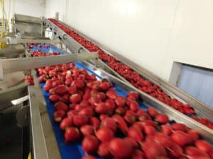 Radish Processing - Conveyor Line