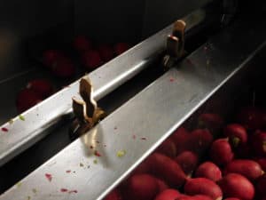 Radish Processing - Individual Cups for Topping and Tailing