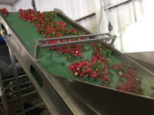 Radish Processing - Conveyor Line