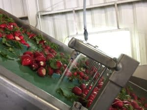 Radish Processing - Sanitized Rinse Step