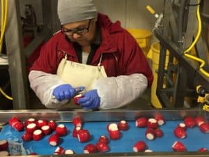 Radish Processing - Quality Assurance Step