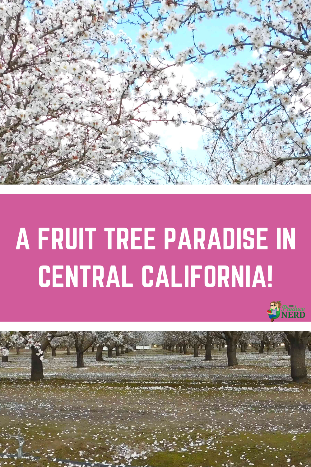 Read more about the article Fresno County Blossom Trail: A Self-Guided Tour Through the Blossoming Orchards!