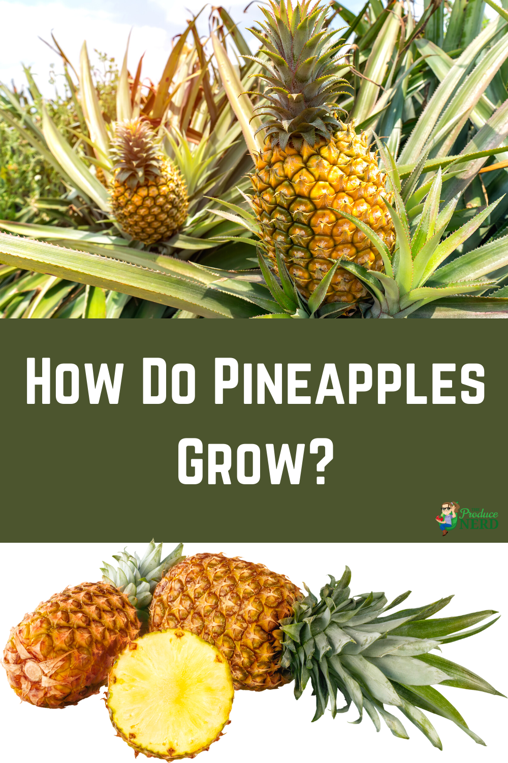 Read more about the article How Do Pineapples Grow?