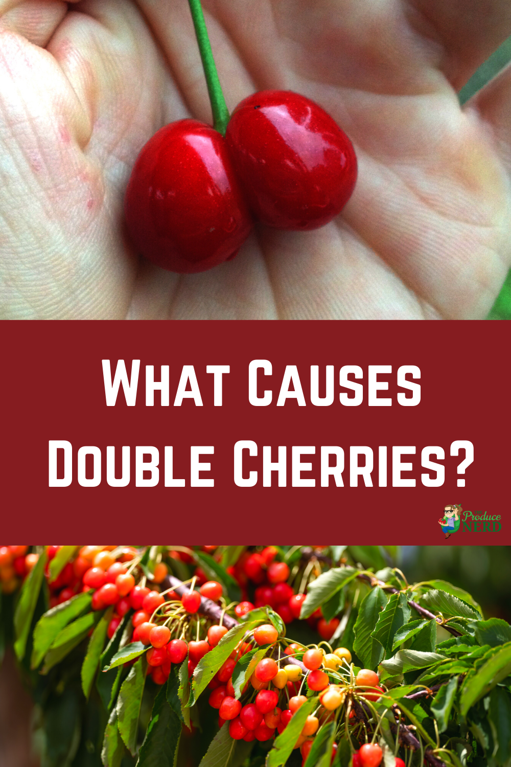 Read more about the article What Causes Double Cherries?