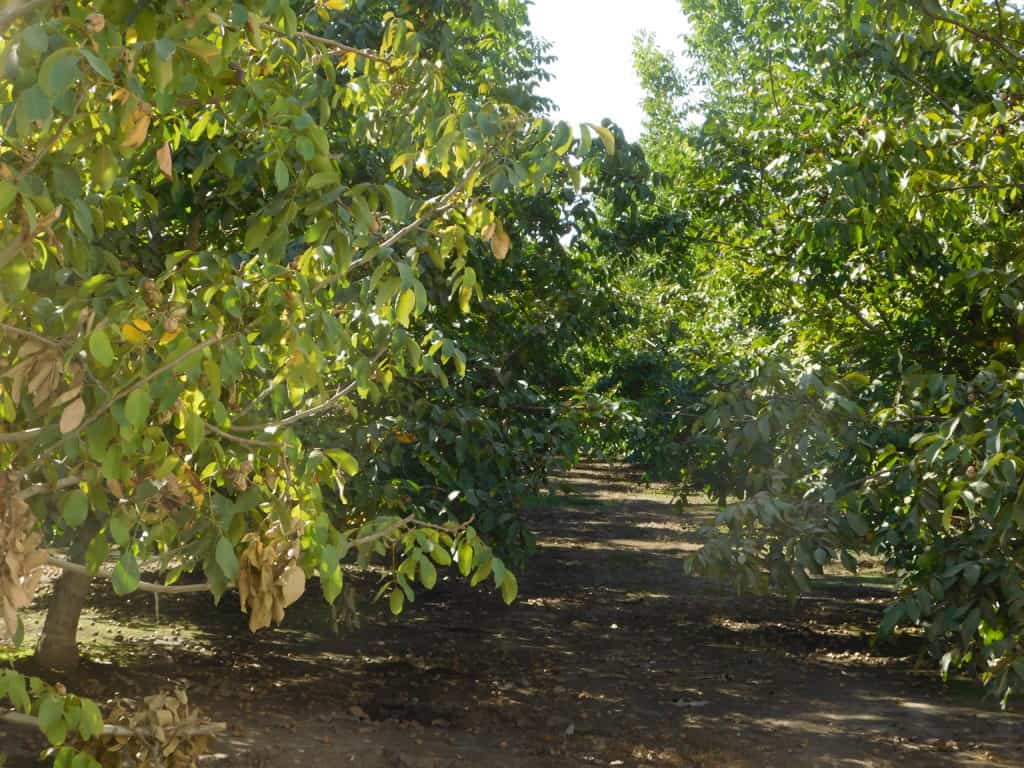 What's the Difference Between Tree Nuts and Peanuts? - The Produce Nerd