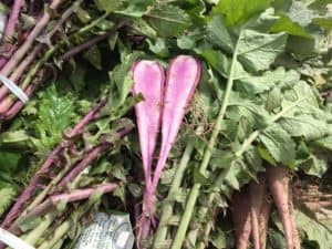 Purple Ninja Radish