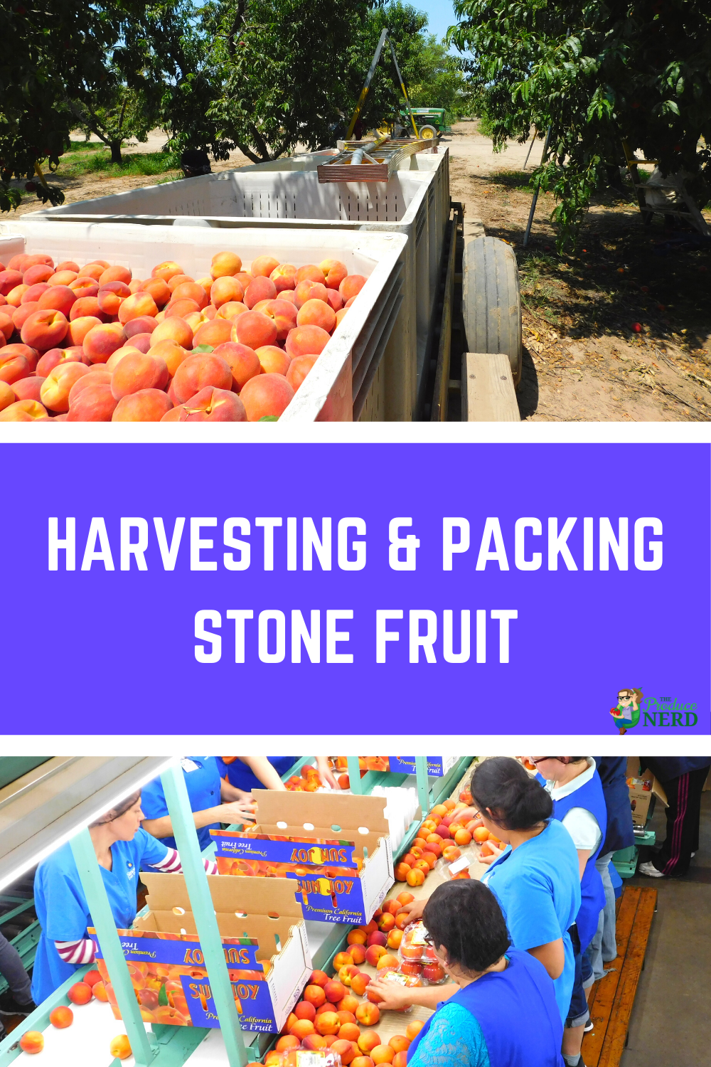 Read more about the article Harvesting and Packing Stone Fruit