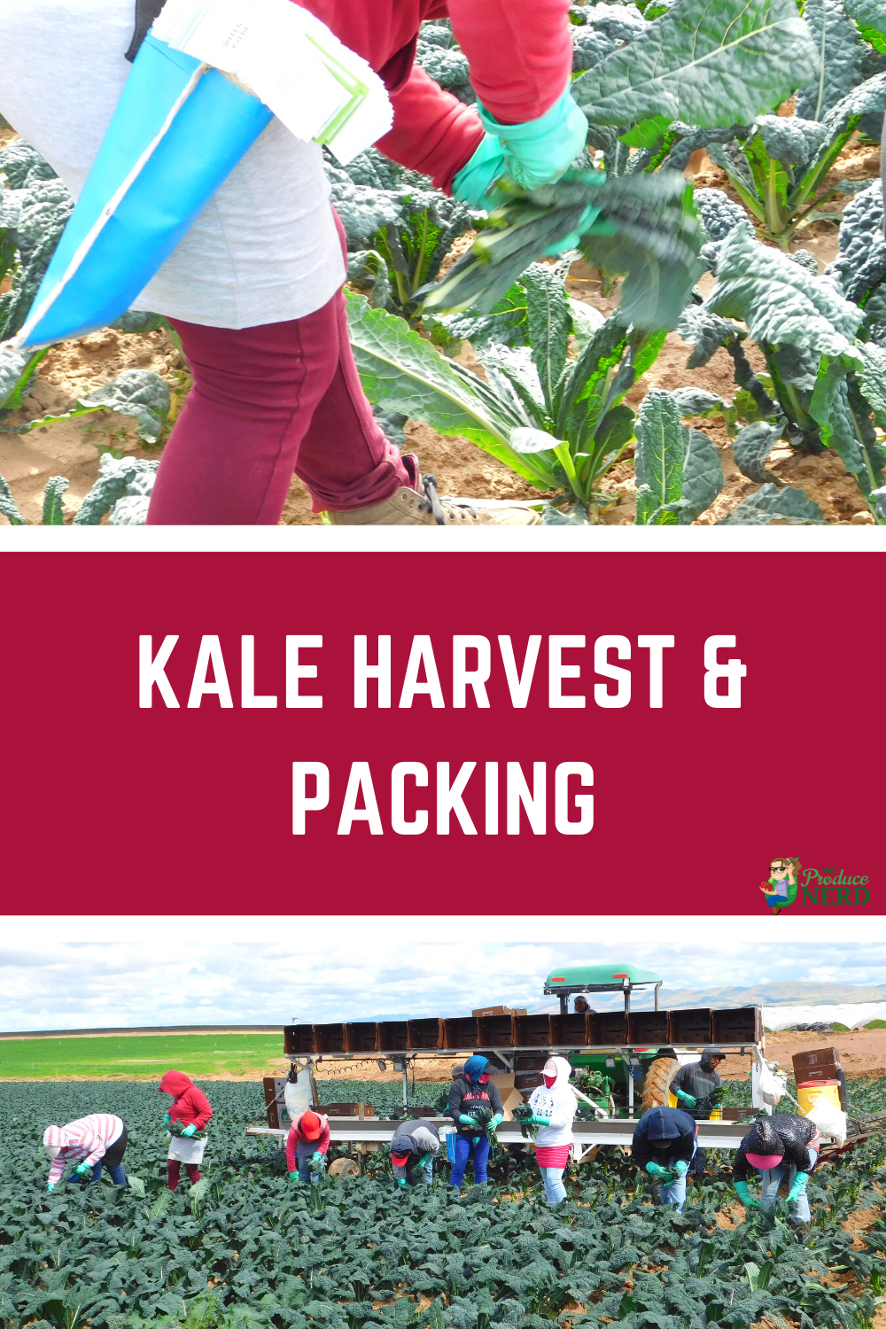 Read more about the article Kale Harvest & Packing