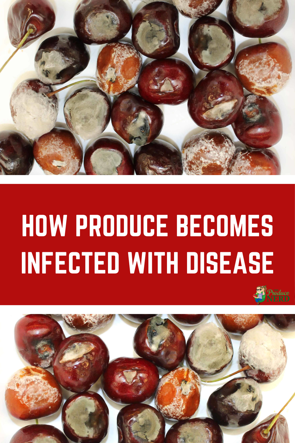 Read more about the article Vegetable & Fruit Diseases: How Produce Becomes Infected with Disease