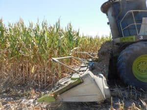 Corn Silage Harvest - Harvesting Machine