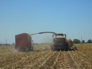 Corn Silage Harvest - Harvesting Process