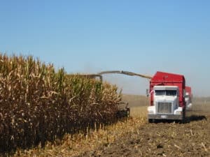 Corn Silage Harvest - Harvesting Trailer