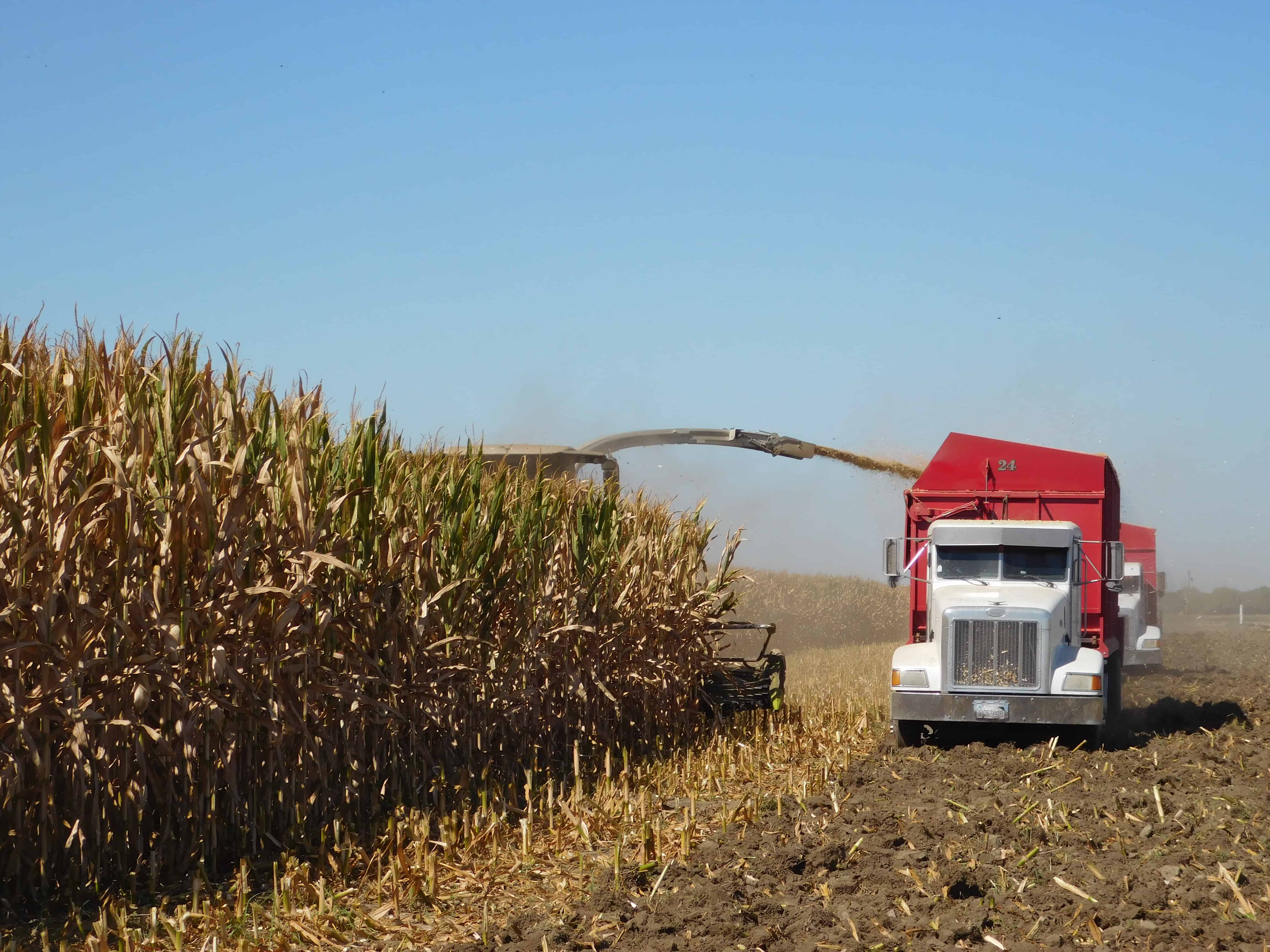 How Are Corn Fields Harvested