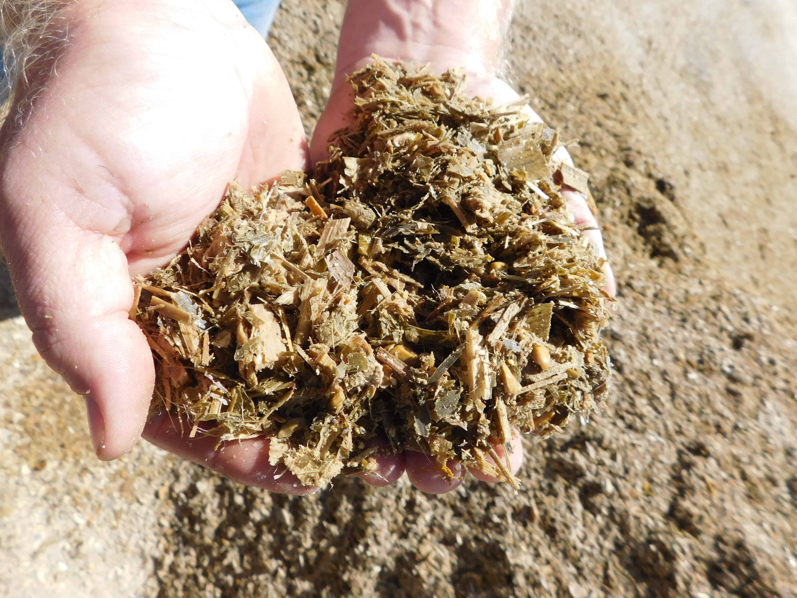 Corn Silage Production - Corn Silage After Fermentation Process