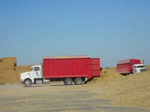 Corn Silage Production - Unloading of Harvested Corn Plants