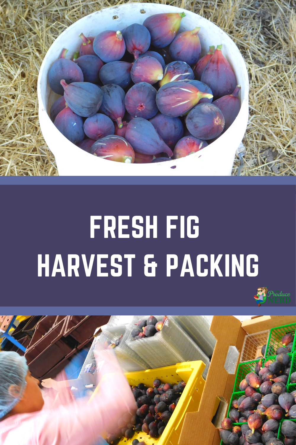 Read more about the article Fresh Fig Harvest & Packing