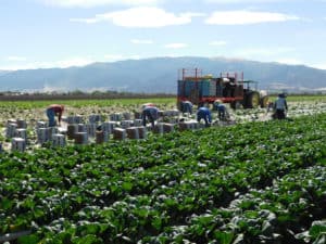 Harvesting Bok Choy - Packing Harvested Bok Choy