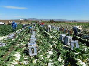 Harvesting Bok Choy - Packing Harvested Bok Choy