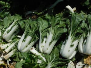 Harvesting Bok Choy - Harvested Bok Choy Laying Out