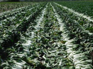 Harvesting Bok Choy - Harvested Bok Choy Laying Out