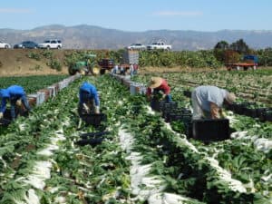 Harvesting Bok Choy - Packing Harvested Bok Choy