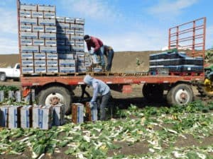 Harvesting Bok Choy - Palletizing Packed Bok Choy Boxes