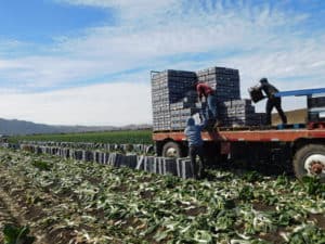 Harvesting Bok Choy - Palletizing Packed Bok Choy Boxes