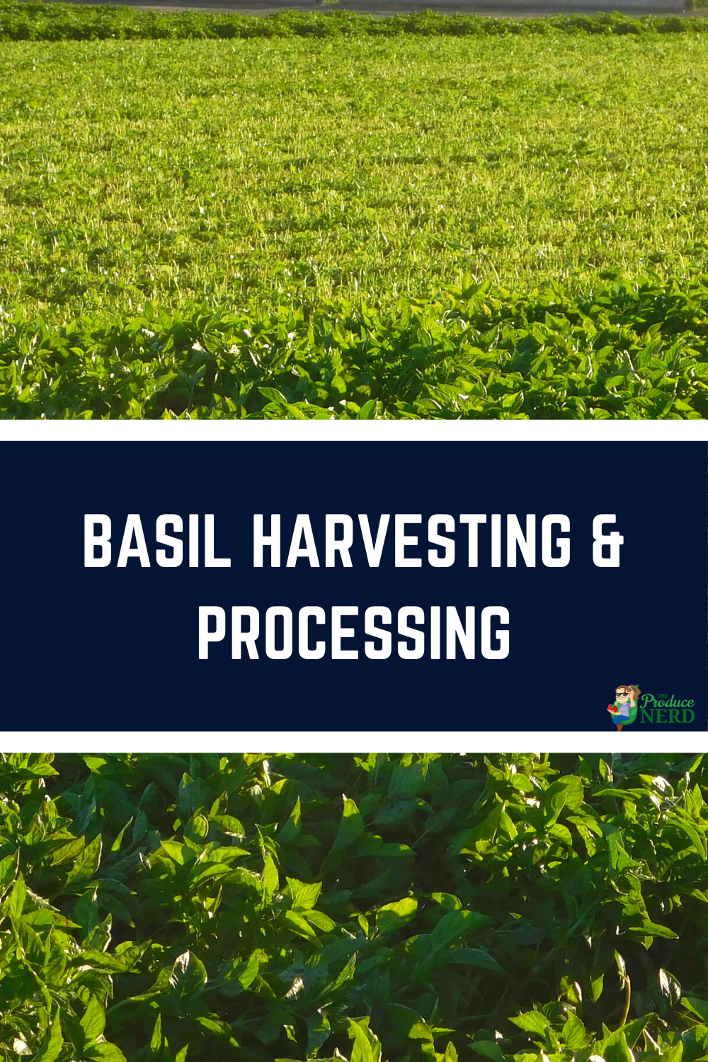 Read more about the article Basil Harvesting & Processing