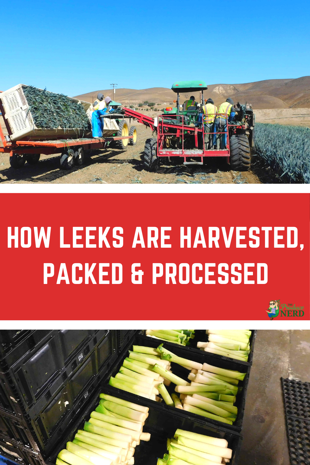 Read more about the article Leek Harvesting, Packing & Processing