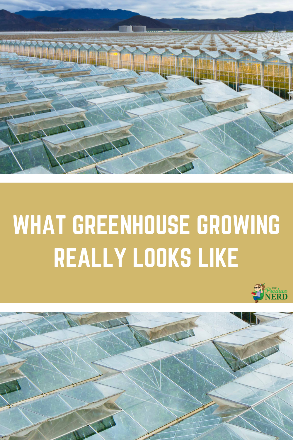 Read more about the article Greenhouse Growing Tomatoes