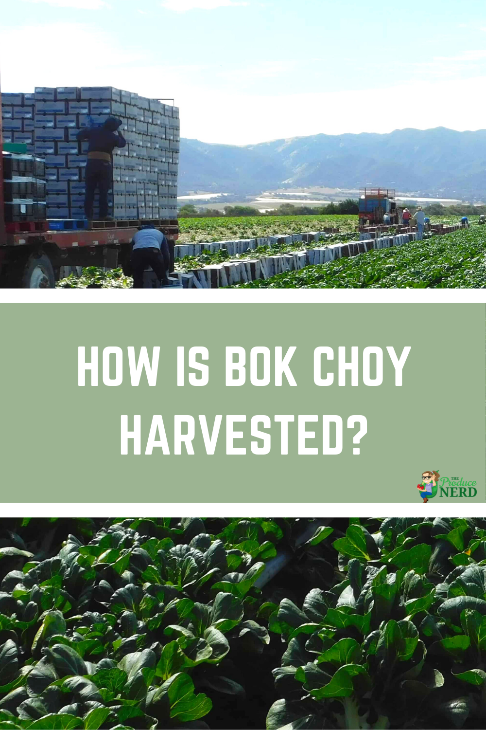 Read more about the article Harvesting Bok Choy: Trimming & In-Field Packing