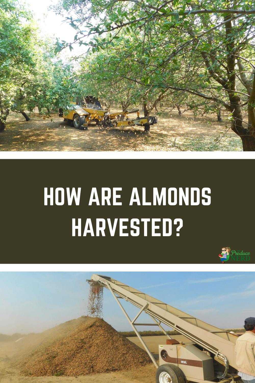 Read more about the article Almond Harvesting: Shaking, Sweeping, Harvesting & Stock Piling