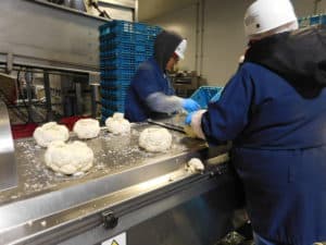 Cauliflower Processing - Preparing Cauliflower for the De-coring Machine (Floretting Machine)