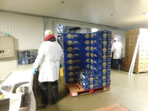 Cauliflower Processing - Palletizing Packed Boxes