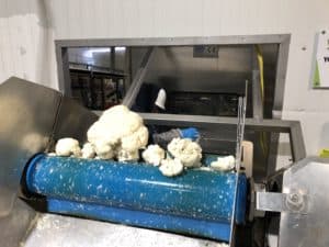 Cauliflower Processing - Cauliflower Florets after De-coring Machine (Floretting Machine)