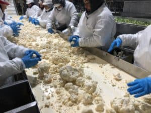 Cauliflower Processing - Hand Sorting Visual Inspection