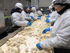 Cauliflower Processing - Hand Sorting Visual Inspection